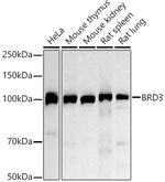 BRD3 Antibody in Western Blot (WB)