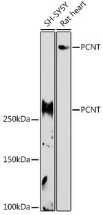 Pericentrin Antibody in Western Blot (WB)