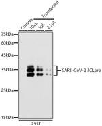 SARS-CoV-2 3CLpro Antibody in Western Blot (WB)