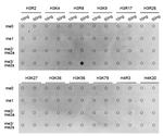 H3R8me2s Antibody in Dot Blot (DB)