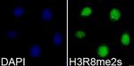 H3R8me2s Antibody in Immunocytochemistry (ICC/IF)