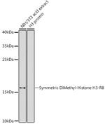 H3R8me2s Antibody in Western Blot (WB)