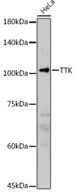 TTK Antibody in Western Blot (WB)