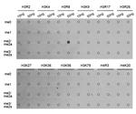 H3R8me2a Antibody in Dot Blot (DB)