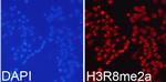 H3R8me2a Antibody in Immunocytochemistry (ICC/IF)