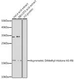 H3R8me2a Antibody in Western Blot (WB)