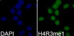 H4R3me1 Antibody in Immunocytochemistry (ICC/IF)