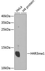 H4R3me1 Antibody in Western Blot (WB)