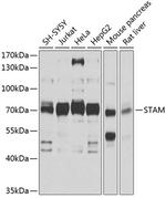 STAM Antibody in Western Blot (WB)