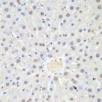 WDR48 Antibody in Immunohistochemistry (Paraffin) (IHC (P))