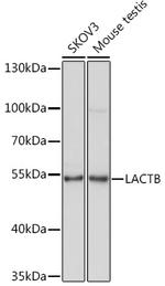 LACTB Antibody in Western Blot (WB)