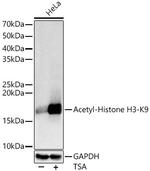 H3K9ac Antibody in Western Blot (WB)