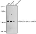 H3K64me3 Antibody in Western Blot (WB)