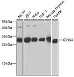 GINS4 Antibody in Western Blot (WB)