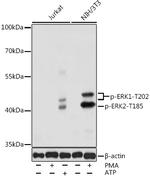 Phospho-ERK1 (Thr202, Tyr205) Antibody in Western Blot (WB)