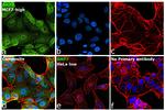 BMP-7 Antibody in Immunocytochemistry (ICC/IF)