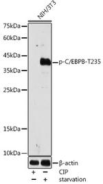 Phospho-C/EBP beta (Thr235) Antibody in Western Blot (WB)