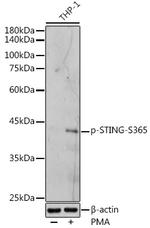 Phospho-STING (Ser365) Antibody in Western Blot (WB)