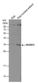 HOXB13 Antibody in Western Blot (WB)