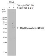 Phospho-SMAD3 (Ser423, Ser425) Antibody in Western Blot (WB)