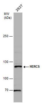 HERC5 Antibody in Western Blot (WB)