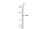 SMG6 Antibody in Western Blot (WB)