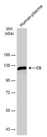 C6 Antibody in Western Blot (WB)