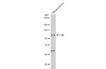 C6 Antibody in Western Blot (WB)