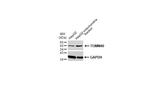 TOMM40 Antibody in Western Blot (WB)