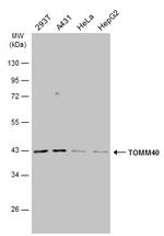 TOMM40 Antibody in Western Blot (WB)