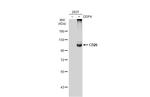 CD26 Antibody in Western Blot (WB)