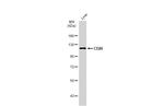 CD26 Antibody in Western Blot (WB)