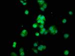 CYP8B1 Antibody in Immunocytochemistry (ICC/IF)