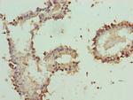 PLP1 Antibody in Immunohistochemistry (Paraffin) (IHC (P))