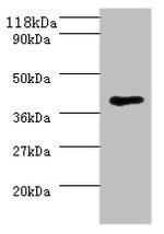 Saccharomyces cerevisiae MHT1 Antibody in Western Blot (WB)