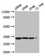 Betula pendula BETVIA Antibody in Western Blot (WB)