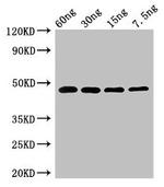 Saccharomyces cerevisiae PPX1 Antibody in Western Blot (WB)