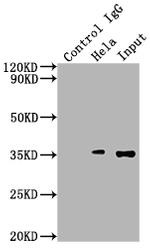 SUMF2 Antibody in Immunoprecipitation (IP)