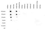 H3K9ac Antibody in Dot Blot (DB)