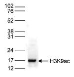 H3K9ac Antibody in Western Blot (WB)