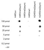 H4R3me2s Antibody in Dot Blot (DB)