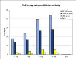 H3K4ac Antibody in ChIP Assay (ChIP)