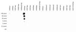 H3K4ac Antibody in Dot Blot (DB)