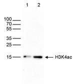 H3K4ac Antibody in Western Blot (WB)