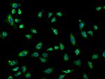 alpha Adducin Antibody in Immunocytochemistry (ICC/IF)