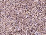 EMAP II Antibody in Immunohistochemistry (Paraffin) (IHC (P))