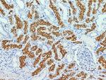 CD13 Antibody in Immunohistochemistry (Paraffin) (IHC (P))