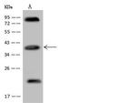 Apolipoprotein L2 Antibody in Western Blot (WB)