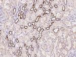 CBF beta Antibody in Immunohistochemistry (Paraffin) (IHC (P))