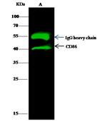 CD86 Antibody in Immunoprecipitation (IP)